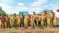 Program Nasional Pertanian,Bupati Devi Suhartoni Ikuti Panen Raya Padi Serentak