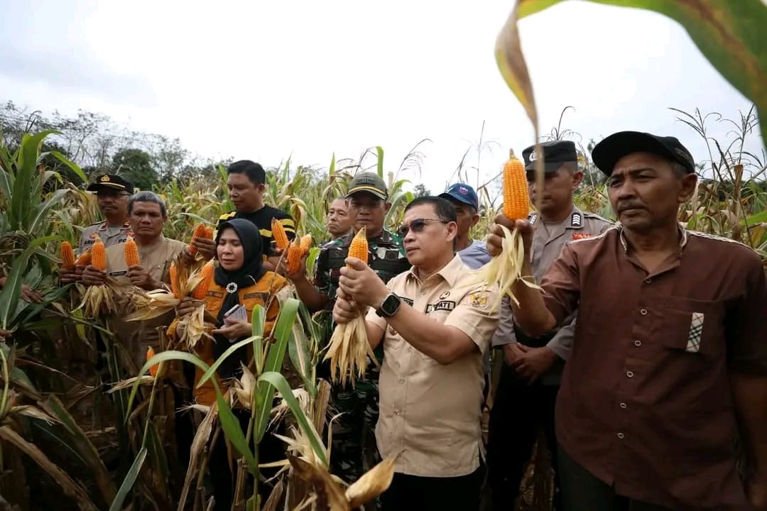 Panen Jagung Bupati Bersama Kadis Diperpa di Kecamatan Karang Jaya