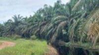 Skandal Sawit Asing di Muratara: PT Agro Muara Rupit Diduga Serobot Lahan, Abaikan Pajak, dan Tutup Diri dari Media