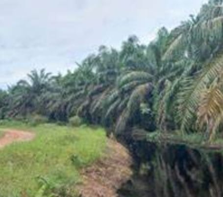 Skandal Sawit Asing di Muratara: PT Agro Muara Rupit Diduga Serobot Lahan, Abaikan Pajak, dan Tutup Diri dari Media